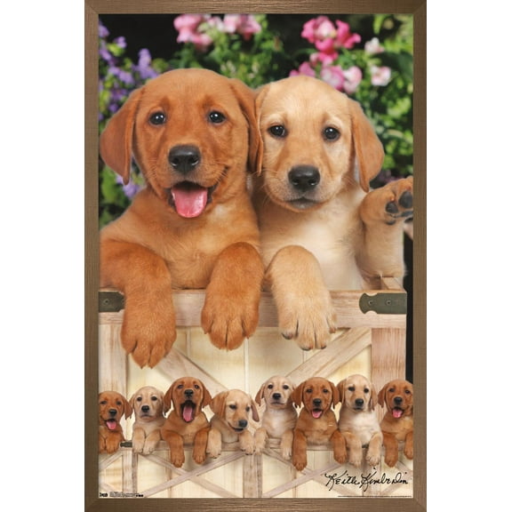 Keith Kimberlin - Puppies - Labs Wall Poster, 14.725" x 22.375", Framed