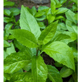 thumbnail image 2 of Pack 2 Longevity Spinach Live Plants Gynura Procumben Seedlings Longevity Greens Stater Plants 4-6 Inch Tall, 2 of 6