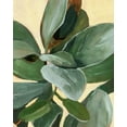 thumbnail image 2 of Warren, Annie 15x18 White Modern Wood Framed Museum Art Print Titled - Plant Study I, 2 of 4