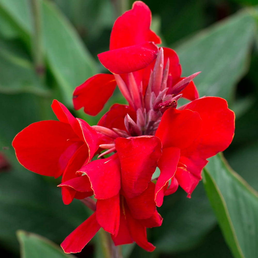 Canna Flower Seeds Tropical Series Red 25 Seeds Annual Flower