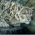 thumbnail image 2 of Weenink, Jan 20x20 White Modern Wood Framed Museum Art Print Titled - White tiger, 2 of 4