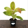 thumbnail image 4 of MicroStarts Live Ficus Variety Pack - 4 Ficus Plants in 4 inch pots, 4 of 6