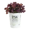 Proven Winners 1.56PT Multicolor Oxalis Live Plants with Grower Pot