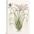 thumbnail image 1 of ARTCANVAS Wild Pine Canvas Art Print by Mark Catesby - Size: 26" x 18" (0.75" Deep), 1 of 9