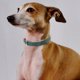 thumbnail image 3 of Collar navideño ajustable para perros pequeños GOOHOCHY, 3 of 8