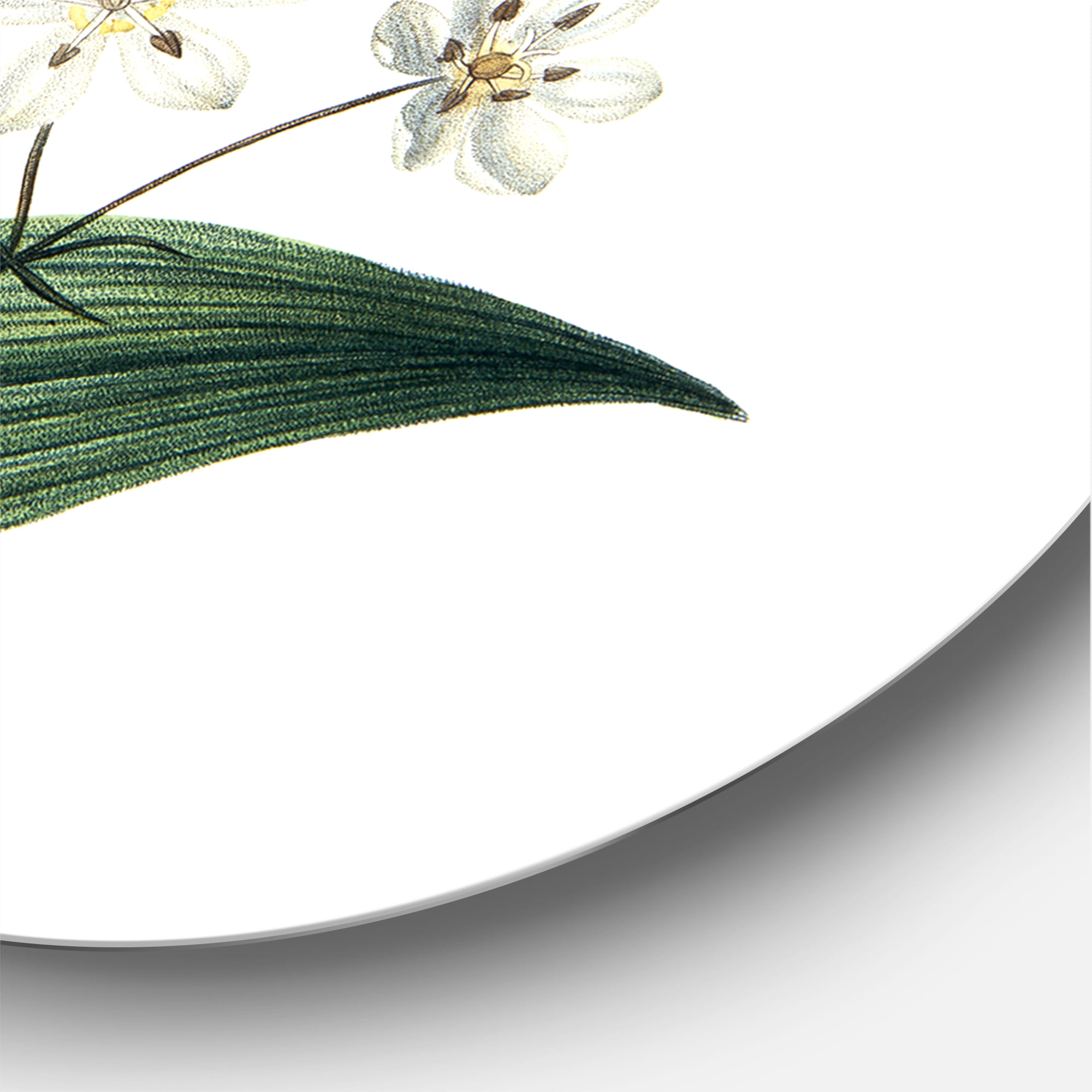 Designart 'Little White Flowers With Ancient Plant' Farmhouse Circle Metal Wall Art 36x36 - Disc of 36