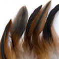 thumbnail image 3 of 50 X Hahn Feathers Feathers Feather, 3 of 6
