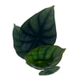 thumbnail image 6 of Alocasia Nebula, Nebula Imperialis, Black Diamond, Silver Plant, Alocasia Silver Nebula, Elephant Ear Plant in 2 inch Pot, 6 of 7