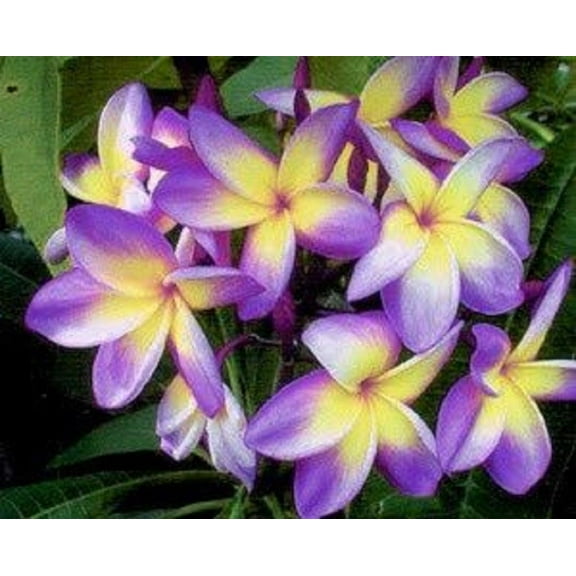 5 Yellow Purple Plumeria Seeds Plants Flower Seed Perennial Flowers Garden Bloomn