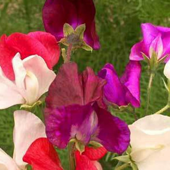 Sweet Pea Bijou Mix Dwarf - 1 g ~10 Seeds - Open Pollinated - Non-GMO - Annual Fragrant Flower Gardening Seeds
