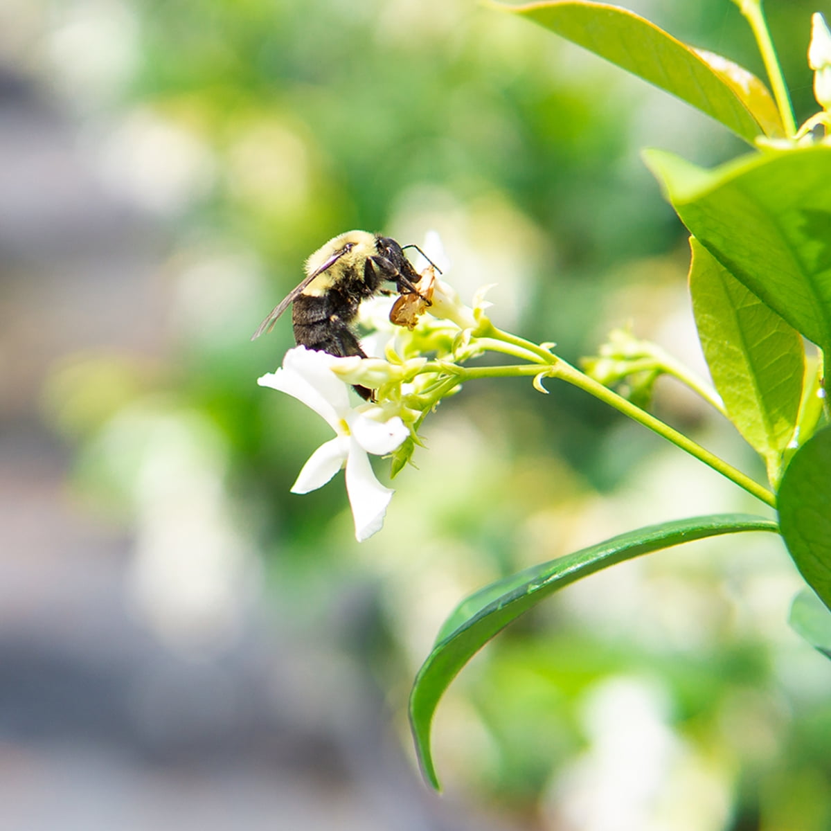 Perfect Plants Nursery Confederate Jasmine - Thumbnail 4