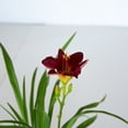 thumbnail image 4 of Expert Gardener Pardon Me Daylily (2.5 Quart) Re-Blooming Perennial with Red Blooms - Full Sun Live Outdoor Plant, 4 of 8
