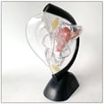 thumbnail image 4 of Modelo Uterino de Ciencia, Kits de Laboratorio de Estructura Ovárica, Modelo , Modelo de Sistema Reproductivo Femenino para Material Didáctic Baoblaze modelos uterinos, 4 of 8