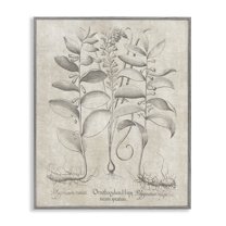Stupell Industries Vintage Botanical Herb Botanical & Floral Painting Gray Framed Art Print Wall Art, 11 x 14