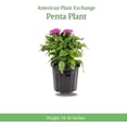 thumbnail image 2 of American Plant Exchange Violet Pentas Plant in 6" Pot, Vibrant Star Flowers, Full Sun, Easy Care, 2 of 5