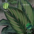 thumbnail image 7 of American Plant Exchange Beauty Star Calathea, Prayer Plant, 6-Inch Pot, Air Purifying, Chartruse Striped Foliage, 7 of 7