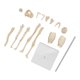 thumbnail image 4 of Human Skeleton Model, Human Bone Structure Light Weight Plastic For Learning ANGGREK Otros, 4 of 8