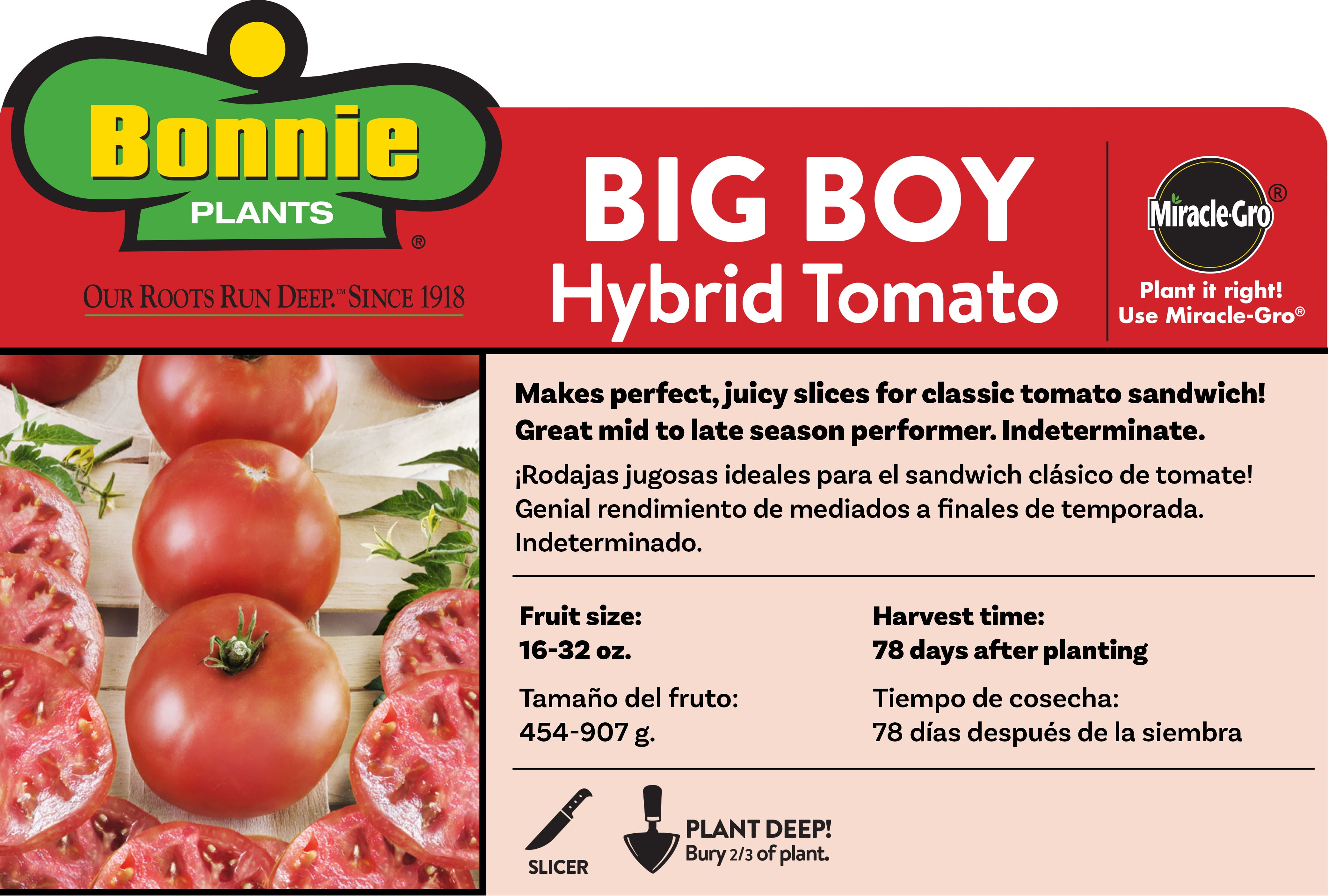 Bonnie Plants Boy Tomato Live Plant