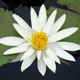 thumbnail image 2 of DeNardo, Laura 12x12 White Modern Wood Framed Museum Art Print Titled - Water Lily Flowers V, 2 of 4