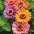 Burpee Forecast Mixed Colors Zinnia Flower Seed, 1Pack