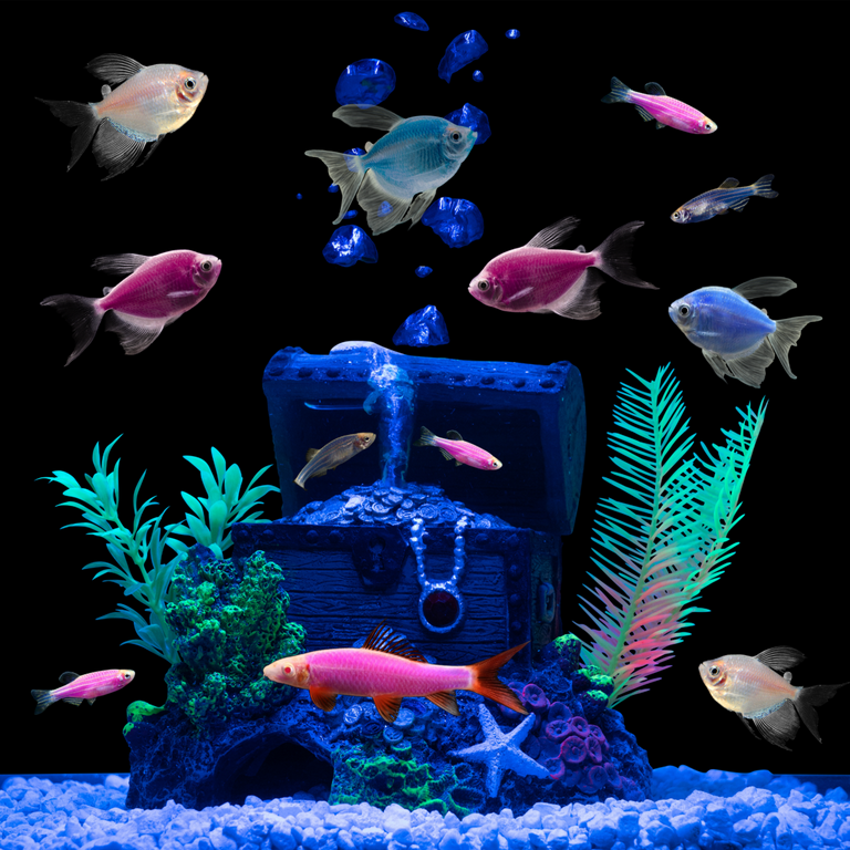 GloFish� 20G Moonlight LF Tetra-Danio-Shark 12ct Live Fish Assortment 