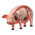 thumbnail image 3 of Modelo de disección de cerdo 4D, modelo científico, ayuda de aprendizaje, juguete educativo DIY, aprendizaje de órganos y partes del cuerpo de cerdo, 3 of 10