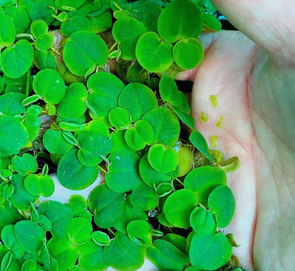 50+ Leaf Red Root Floaters – Live Floating Aquarium Plant for Freshwater Tanks