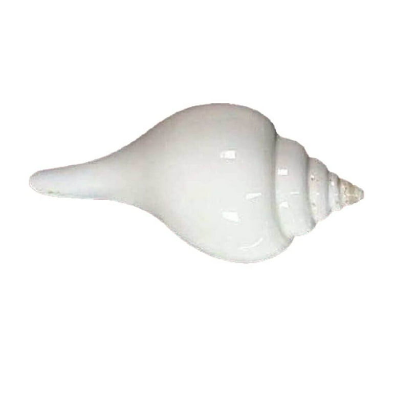 Puja Sankha | White Conch Shells (Pack of 1) By Indian Collectible