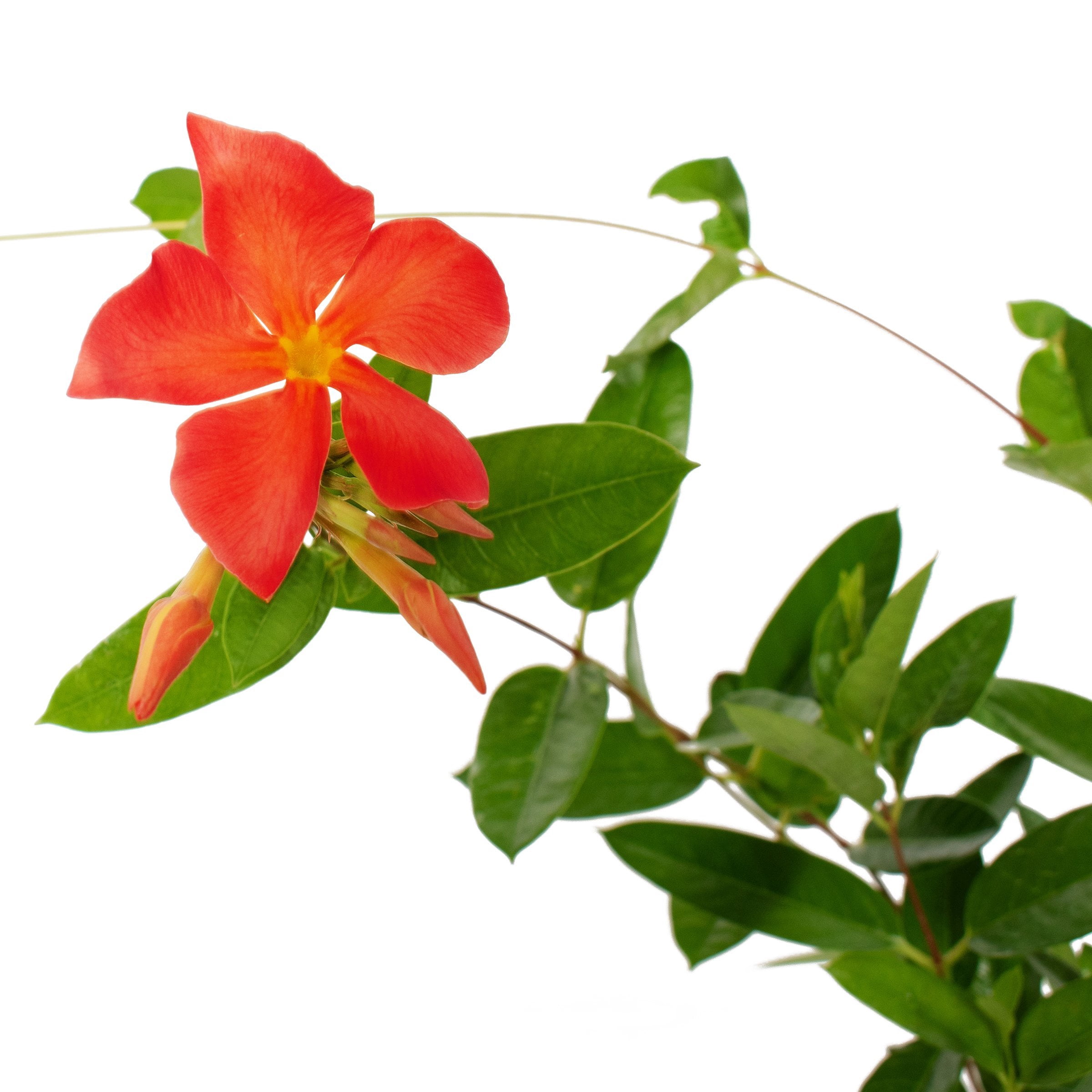 4 in. Mandevilla FiredUp Orange Live Annual Plant with Orange Flowers (3-Pack)
