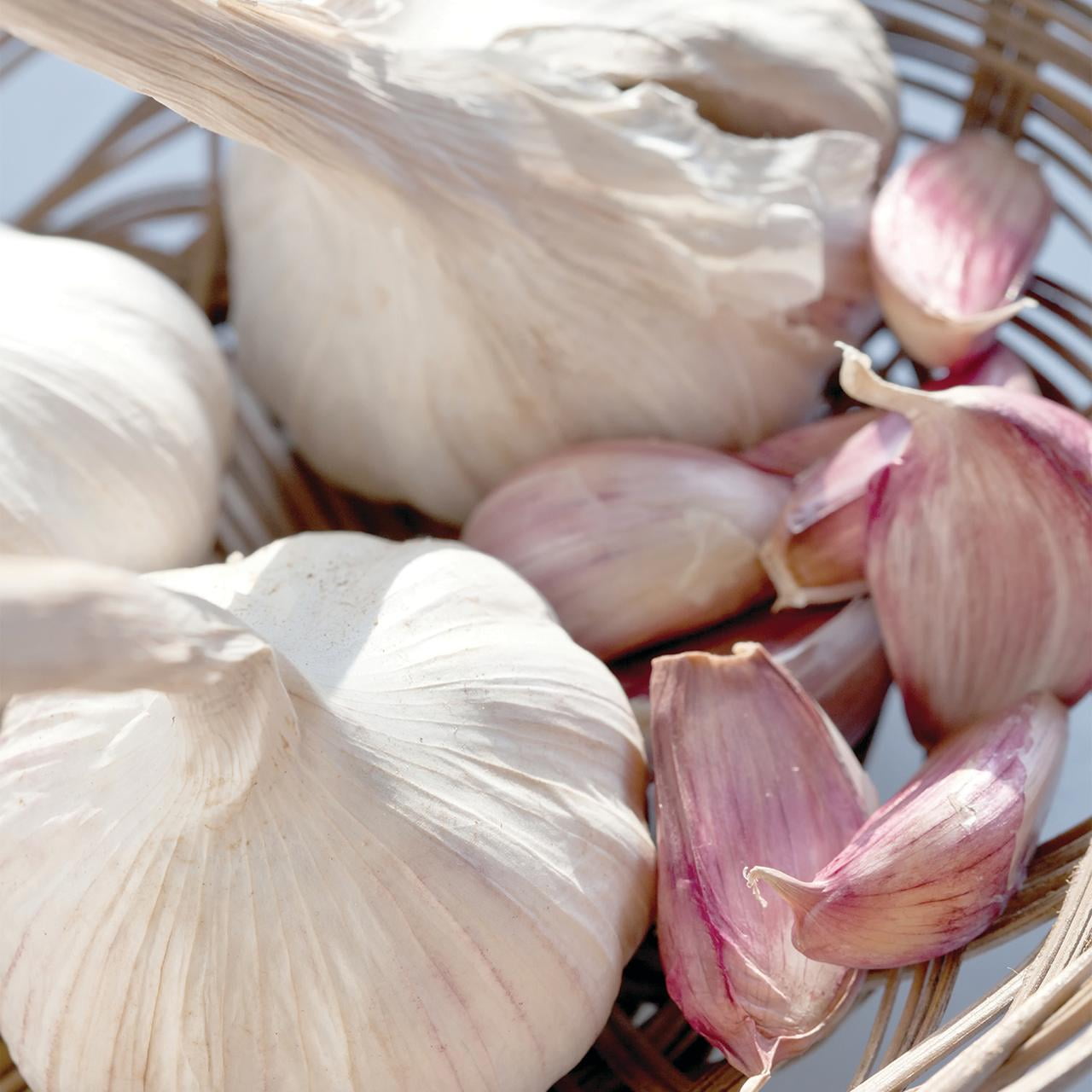 Van Zyverden Garlic Softneck Artichoke Sicilian 5 Bulbs White Full Sun