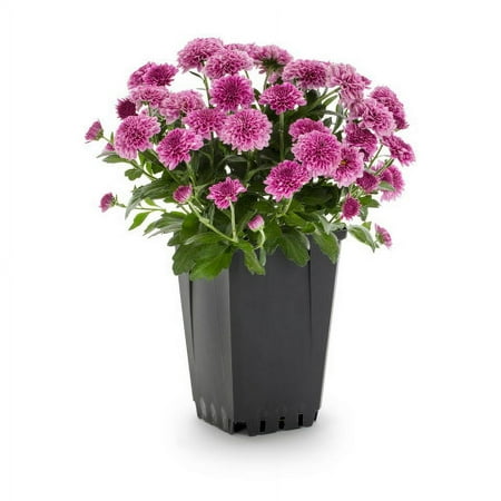 Expert Gardener 1.25QT Pink Mum Live Plant in Grower Pot
