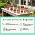 thumbnail image 5 of String of Pearls Style Succulent in 2" Pot –Small Potted succulents plants live ,  Easy to Start Indoor Lives  Houseplants, Indoor Outdoor Decoratio, 5 of 5