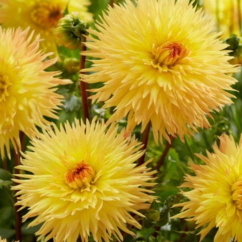 40 Seeds Sassafrass Dahlia Mix Pollinator Friendly Heirloom Flower Seeds for Garden Blooms