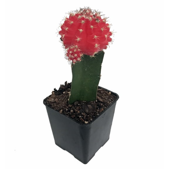Red Grafted Moon Cactus - 2.5" Pot - Live Plant