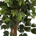 thumbnail image 3 of 44??Ficus Tree w/Decorative Planter, 3 of 5