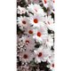 thumbnail image 2 of Cuadros Decorativos Daisy Bouquet 5D DIY Diamond Painting Kits Full Round Drill Wall Decor Art Craft Ehuebsd embutido en tela, 2 of 8