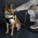 thumbnail image 3 of Correa retráctil para perros, luz LED brillante Cuerda de para perros Recargable para Seguridad Caminar Entrenamiento Suministros para Yinane Correa retráctil, 3 of 8