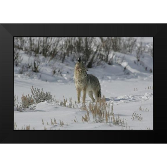 The Yellowstone Collection 14x11 Black Modern Framed Museum Art Print Titled - Coyote Howling in Lamar Valley, Yellowstone National Park