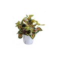 thumbnail image 2 of Plante artificielle de Lerman Decor, 2 of 2