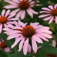 thumbnail image 2 of Bonnie Plants Purple Coneflower 19 oz., Live Plant, 2 of 2