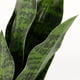 thumbnail image 4 of Planta de serpiente artificial Planta de serpiente artificial Adorno de hoja verde Planta de serpiente decorativa, 4 of 7