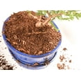 thumbnail image 2 of Bonsai Soil by Perfect Plants - 8qts. | Premium All-Purpose Mix | Perfect for All Bonsai Tree Varieties, 2 of 5