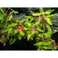 thumbnail image 6 of Fire Temple Alternanthera Rosanervig 3-5 Stems Live Aquarium Plants BUY 2 GET 1 FREE, 6 of 12