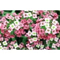thumbnail image 2 of Seedville 400 Rainbow Rockcress Aubrieta Cultorum Flower Seeds, 2 of 11