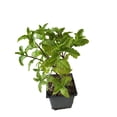thumbnail image 2 of Daylily Nursery Mojito' Mint Plant Herb in a 4" Pot,3, Heat and cold sensitive, 2 of 5