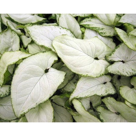 Syngonium podophyllum 'Holly White' Arrowhead Vine Indoor Plant - Pet Tox, Bright Indirect Light, Easy Care, Vivacious Foliage for Home & Office  6"