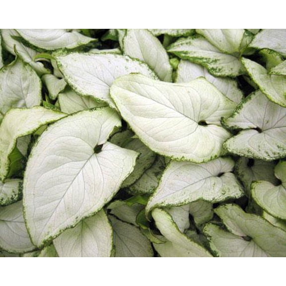Syngonium podophyllum 'Holly White' Arrowhead Vine Indoor Plant - Pet Tox, Bright Indirect Light, Easy Care, Vivacious Foliage for Home & Office  6"