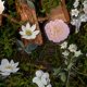 thumbnail image 4 of 45 Unidades De Pegatinas Botánicas Florales Para Álbumes De Recortes, Decoración De Diarios, Agendas Y Manualidades, 4 of 6