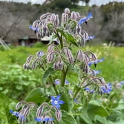 Plant Good Seed - Borage Herb Seeds - Starflower, Certified Organic Seed Packet, Edible Wildflower, Grow for Salads or Beneficial Insect Forage