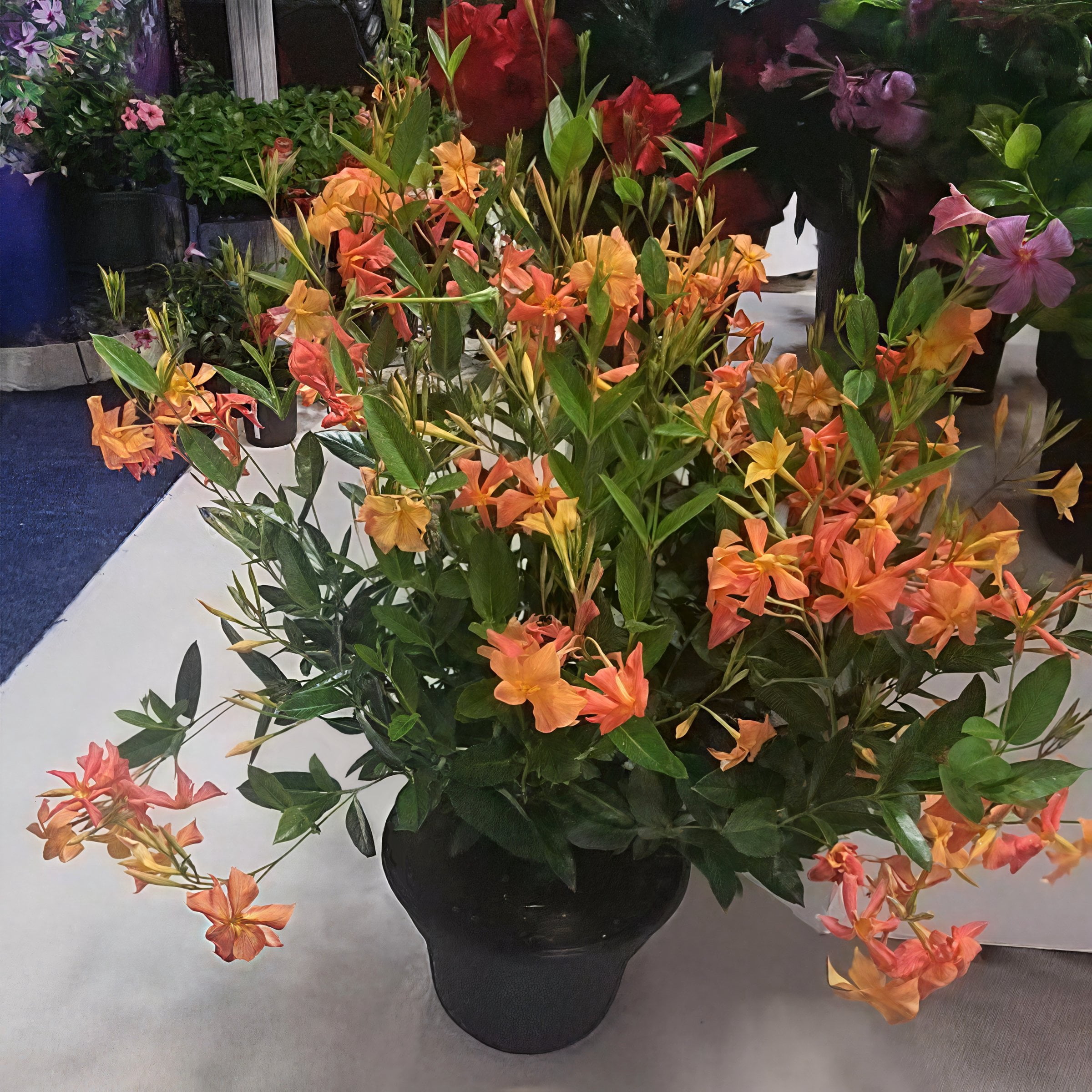 4 in. Mandevilla FiredUp Orange Live Annual Plant with Orange Flowers (3-Pack)
